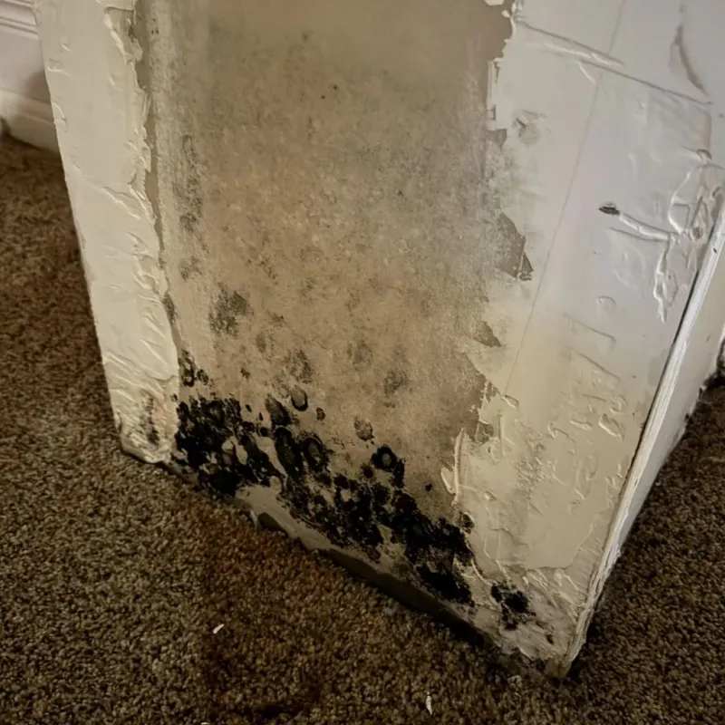 Professional Mold Removal in Ironville, KY